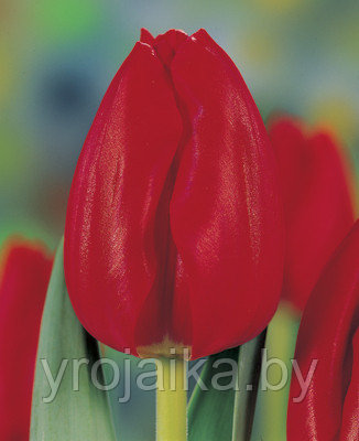 Тюльпан сорт Red Mark - фото 1 - id-p33515420