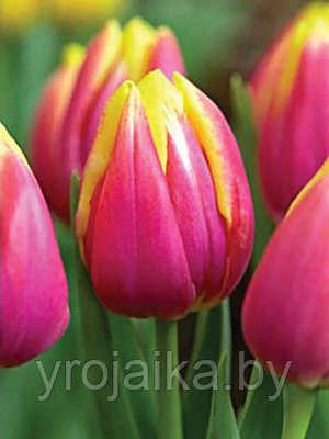 Тюльпан сорт Royal van der Mark - фото 1 - id-p33516324