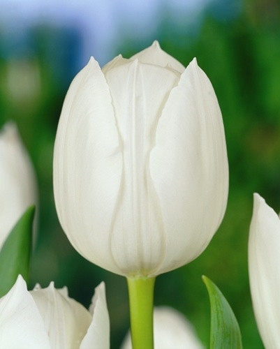 Тюльпан сорт Royal Virgin