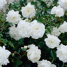 Роза почвопокровная "Зе Фейри Вайт" (The Fairy White), Р9