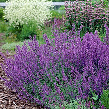 Котовник фассена "Кит Кэт" (Kit Cat), Р9