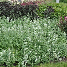 Котовник фассена "Сноуфлейк" (Snowflake), Р9