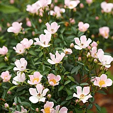 Роза миниатюрная "Нозоми" (Nozomi), Р9