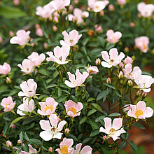 Роза миниатюрная "Нозоми" (Nozomi), Р9