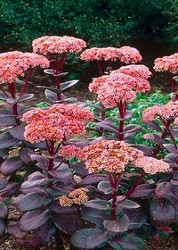 Очиток гибридный Глобе Пинк