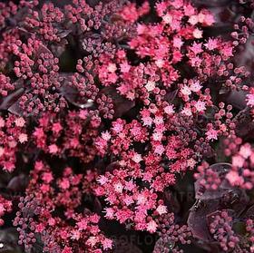 Очиток гибридный Глобе Пурпл