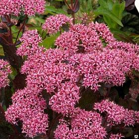 Очиток отогнутый Клауд Волкерс