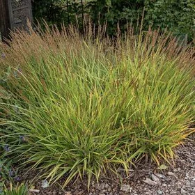 Вейник остроцветковый Чей Ду