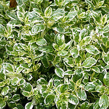 Майоран (душица) "Кантри Крим" (Country Cream), Р9