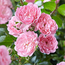 Роза почвопокровная "Зе Фейри Пинк" (The Fairy Pink), Р9