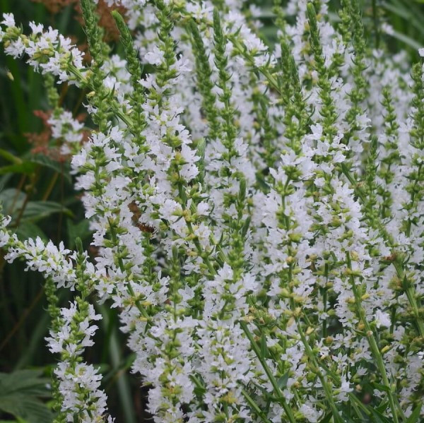 Дербенник иволистный "Альба"(Alba), Р9