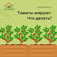 Томаты жируют. Что делать?