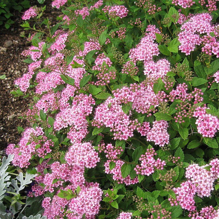 Спирея японская "Литтл Принцесс" (Spiraea japonica 'Little Princess'), С5