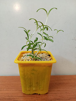 Розмарин (рассада)