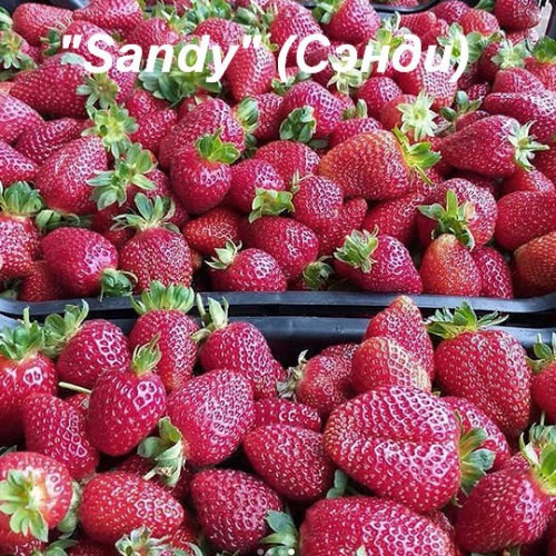 СЭНДИ (ранний сорт)