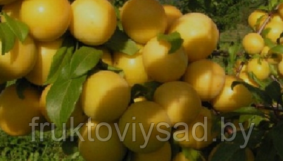 Саженцы сливы Лодва
