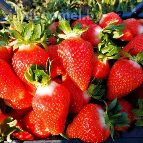 ЛЮЧИЯ (ранний сорт)