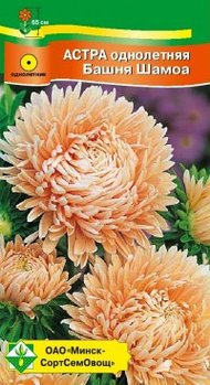 Астра однолетняя Башня Шамоа