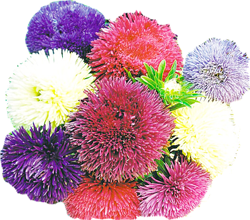 Астра однолетняя