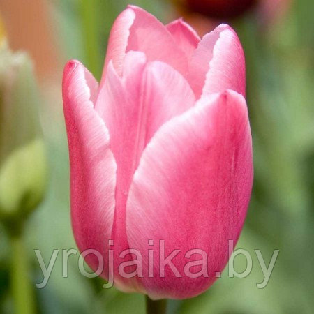 Тюльпаны к 8 марта и 14 Февраля - фото 3 - id-p33619748