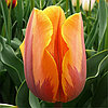 Тюльпаны к 8 марта и 14 Февраля, фото 2