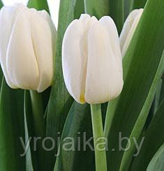 Тюльпаны к 8 марта и 14 Февраля - фото 10 - id-p33619748