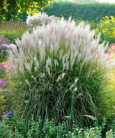 Мискантус китайский Кляйне Зилберспинне