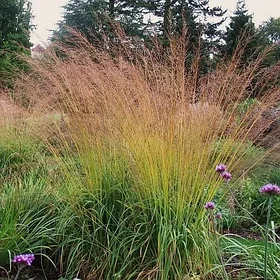 Молиния тростниковая Карл Форстер