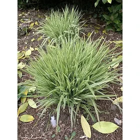 Молиния тростниковая Мостенвелд