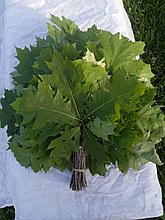 СВЕЖИЕ ДЛЯ ЗАМОРОЗКИ!! Веники дубовые для бани из КАНАДСКОГО ДУБА! Сырые банные веники для заморозки из канады