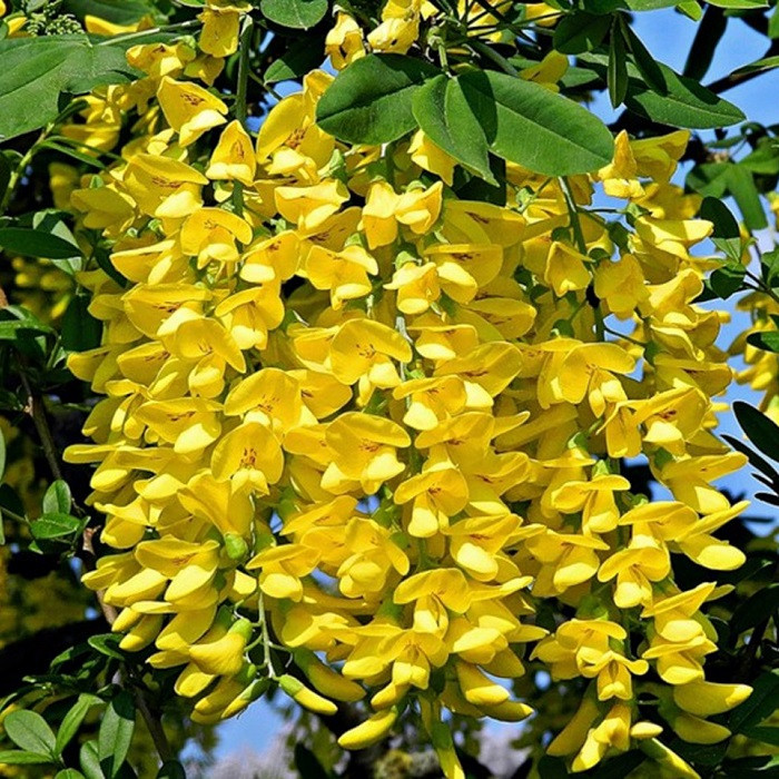 Бобовник анагировидный (Laburnum anagyroides), С3