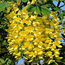 Бобовник анагировидный (Laburnum anagyroides), С3