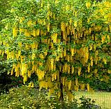 Бобовник анагировидный (Laburnum anagyroides), С3, фото 2