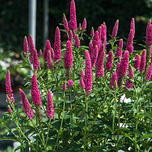 Вероника длиннолистная "Фест Лав" (First Love), Р9