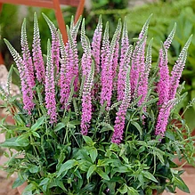 Вероника колосковая "Аниверсари Роуз" (Anniversary Rose), Р9