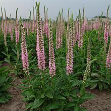 Вероника длиннолистная "Фест Чойз" (First Choice), Р9