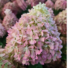 Гортензия метельчатая "Пиксио" (Pixio), Р9