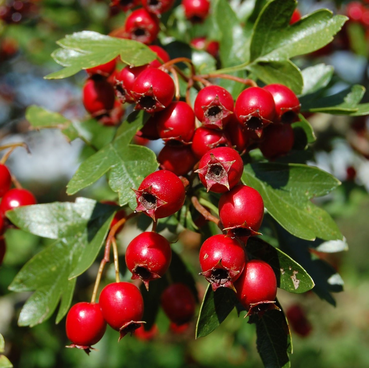 Боярышник плодовый (Crataegus arnoldiana), Р9