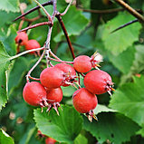 Боярышник плодовый (Crataegus laevigata), Р9, фото 2