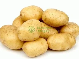 Картофель семенной ВИНЕТА 5кг (только самовывоз Дзержинского, ТЦ Боро)