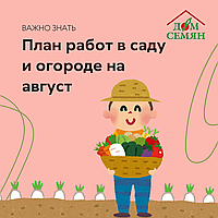План работ в саду и огороде на август