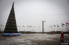Сосна каркасная "Уральская" (уличная ель), фото 2