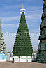 Сосна каркасная "Уральская" (уличная ель), фото 6