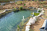 Строительство купальных прудов и водоёмов, фото 4