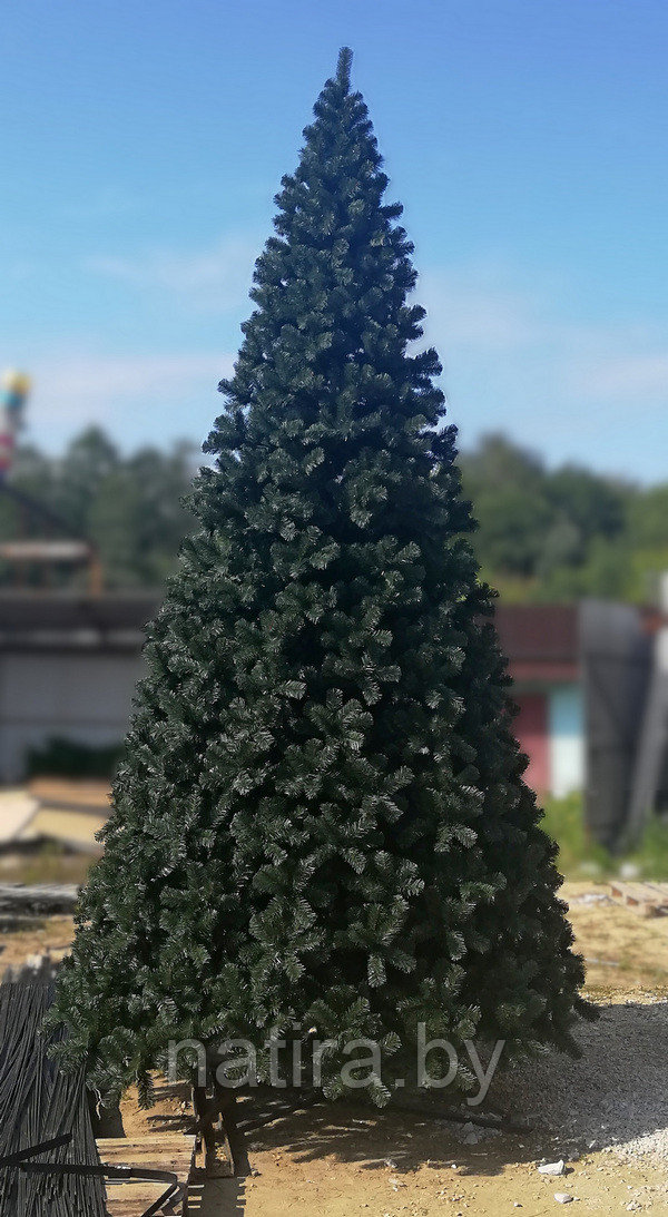 Ель уличная Афия (уличная ель), ствольная