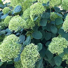 Гортензия древовидная "Лайм Рики" (Lime Rickey), Р9