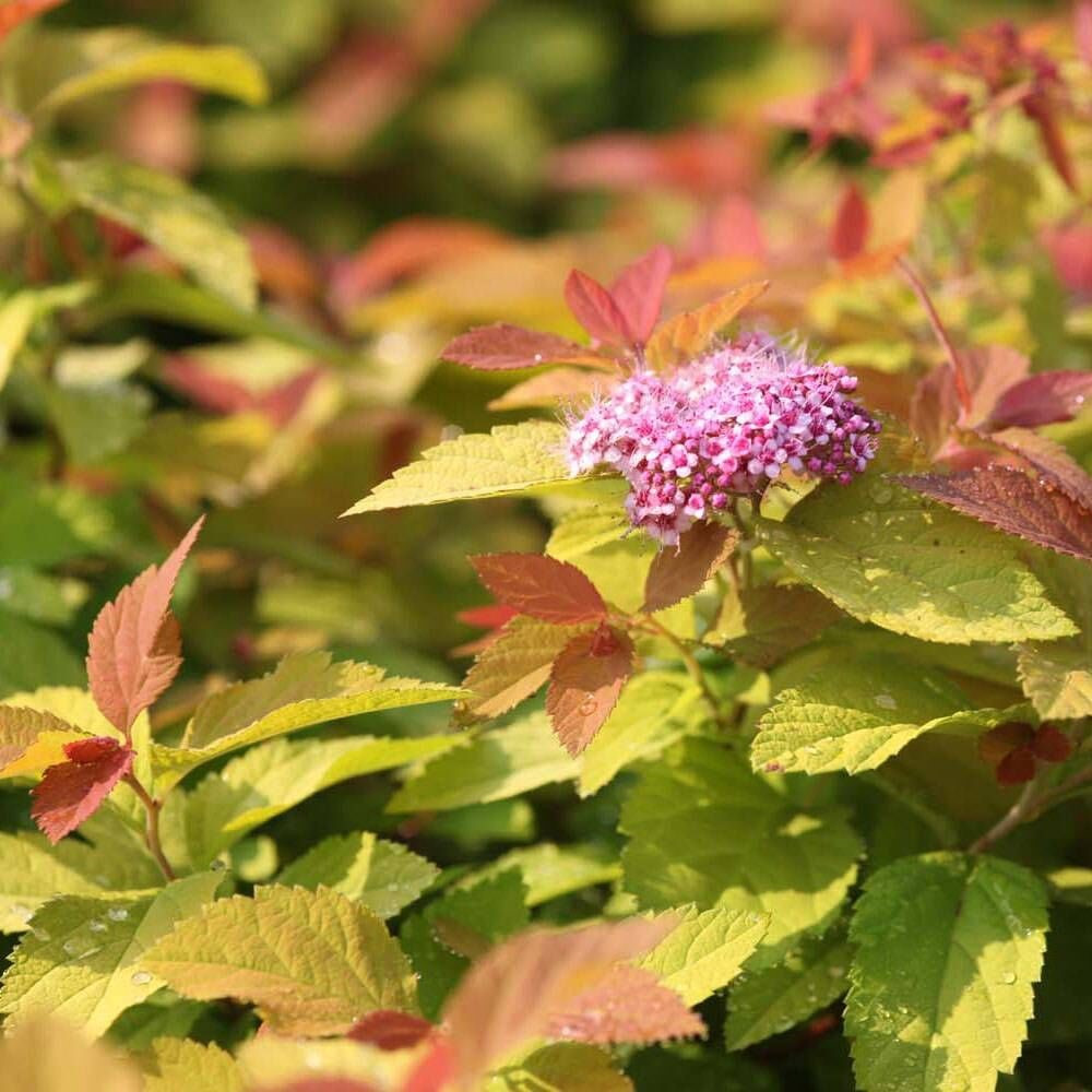 Спирея японская "Пинк энд Голд" (Spiraea japonica 'Pink and Gold'), С3