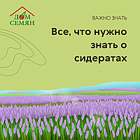 Все, что нужно знать о сидератах