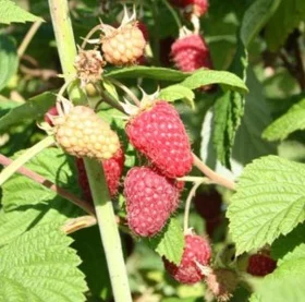 Саженцы малины сорта "Радзиёва"