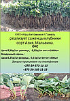 Саженцы клубники